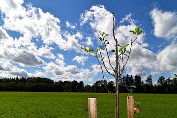Rund 200 Obstbäume, darunter Birnen-, Apfel-, Zwetschgen- oder Kirschbäume werden auf der neuen swa-Streuobstwiese im Trinkwasserschutzgebiet gepflanzt. Im Bild: Ein Apfel.